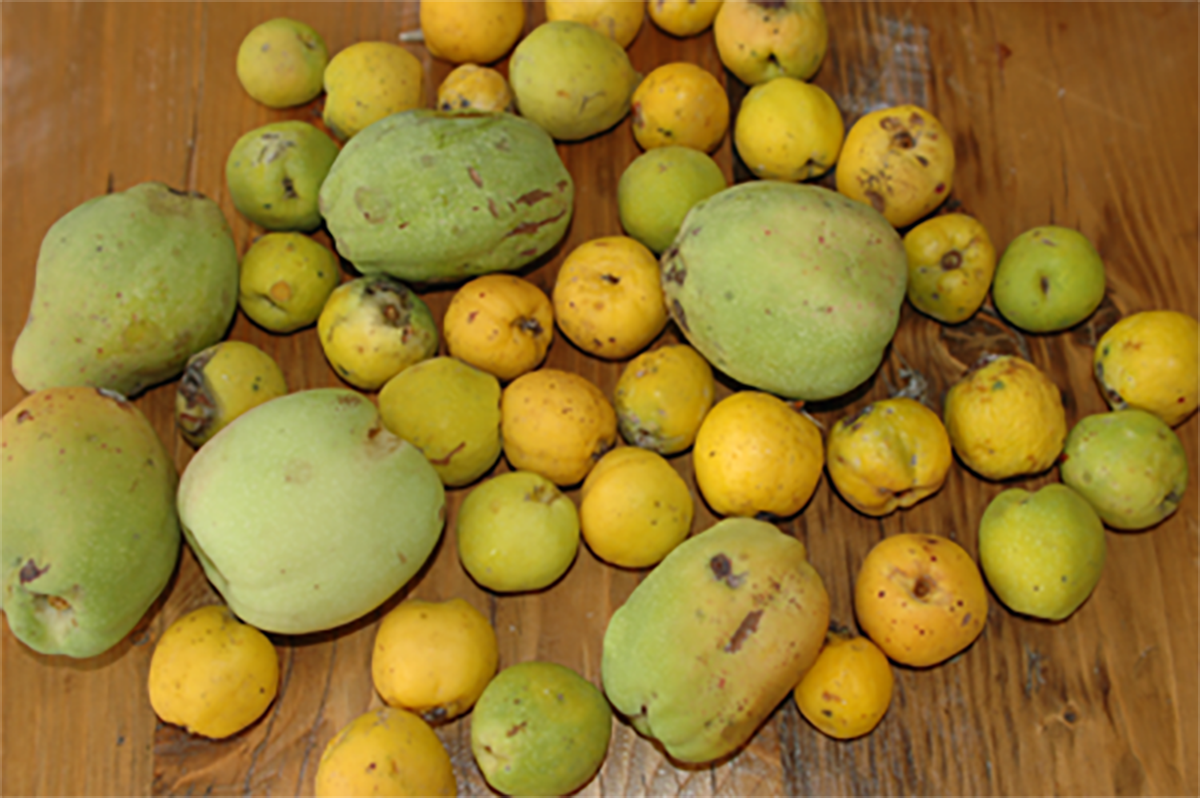 japanese-quince-doctorschar