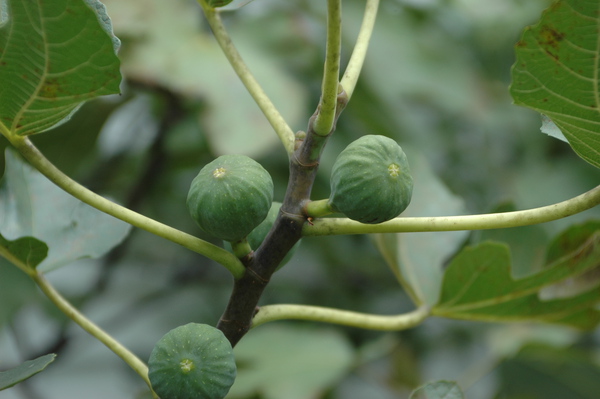 common name  fig