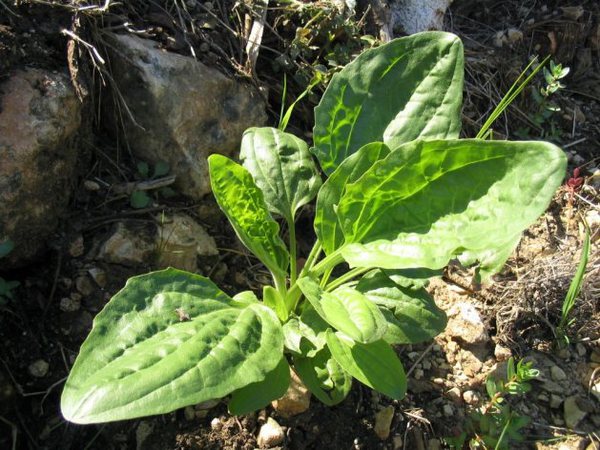 common-name-psyllium-husk-scientific-name-plantago-psyllium