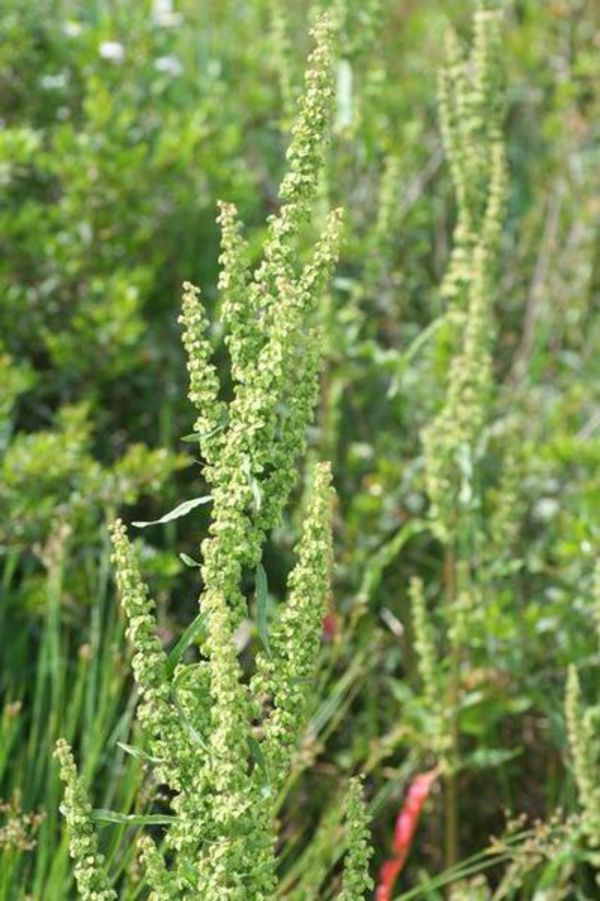 dock-plant-meaning-in-telugu-about-dock-photos-mtgimage-org