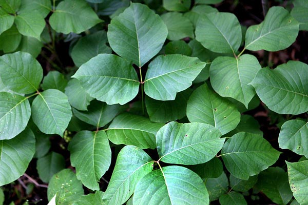 Common Name: Poison Ivy | Scientific Name: Toxicodrendron Radicans ...